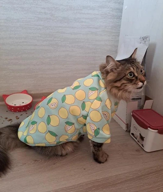 Толстовка для котов (кошек) Лаки Лимон M Бирюзовый - Фото 9 Толстовка для котов (кошек) Лаки Лимон M Бирюзовый - изображение 9