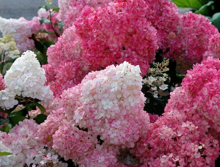 Гортензія волотиста Сандей Фрейз. (Hydrangea paniculata Sundae Fraise) C1 2х летняя - Фото 1 Гортензія волотиста Сандей Фрейз. (Hydrangea paniculata Sundae Fraise) C1 2х летняя - изображение 1