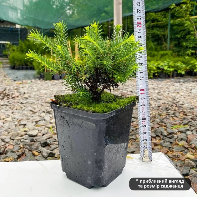 Саджанці Ялини сербської Карел (Picea omorika Karel) Р9 - зображення 3