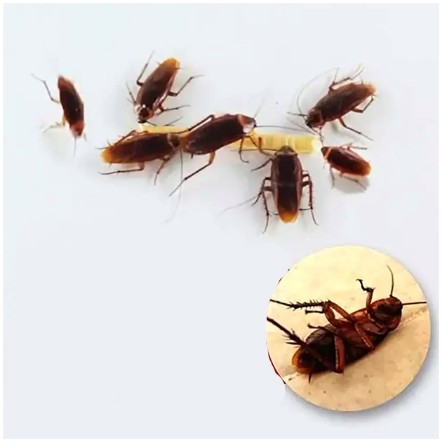 Гель от тараканов и насекомых 30 мл для дома шприц Roach Doctor LS-1463 - зображення 4