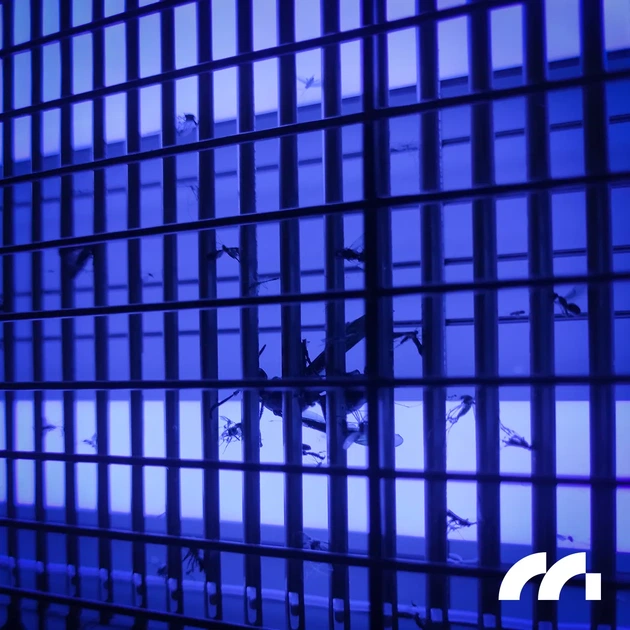 Электрическая лампа от комаров MalTec MasterKiller 60 Вт, до 300 м², уничтожитель мух и насекомых в квартиру выдвижной лоток, цепочка для подвешивания - изображение 10