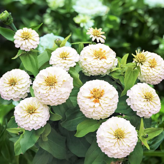 Семена Цинния изящная 'Polar Bear', Zinnia elegans 10 шт/уп - Фото 1 Семена Цинния изящная 'Polar Bear', Zinnia elegans 10 шт/уп - изображение 1