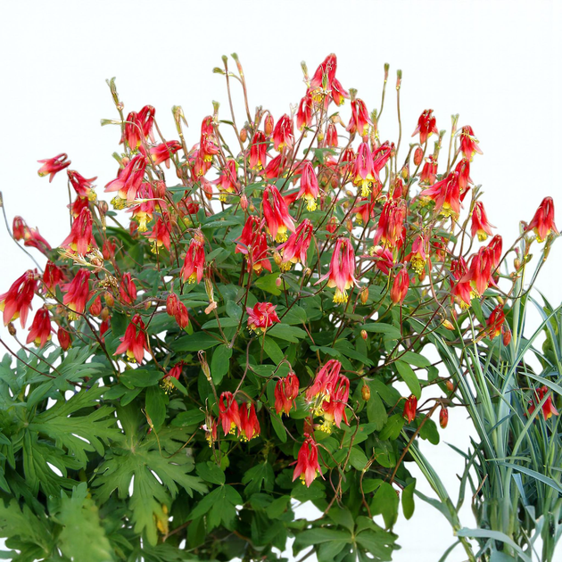 Насіння Аквілегія канадська, Aquilegia canadensis 10 шт/уп - Фото 5 Насіння Аквілегія канадська, Aquilegia canadensis 10 шт/уп - зображення 5