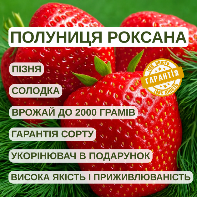 Саджанці полуниці (розсада) Роксана (Roxana) - середньо-пізня, зимостійка, соковита - зображення 4