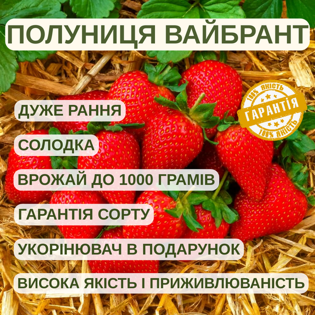 Саджанці полуниці (розсада) Вайбрант (Vibrant) - дуже рання, високоврожайна, транспортабельна - зображення 5