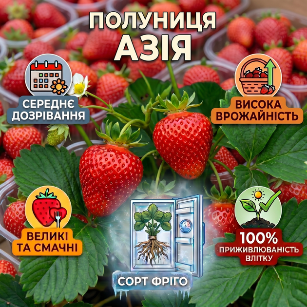 Саджанці полуниці (розсада) Азія (Asia) - середньо-рання, невибаглива, солодка - зображення 4