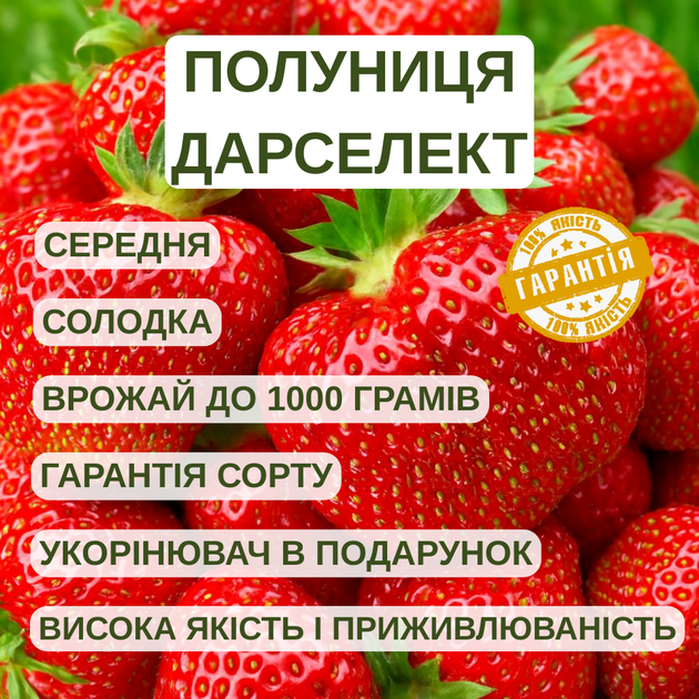 Саженцы клубники (рассада) Дарселект (Darselect) - средняя, крупноплодная, урожайная - изображение 5