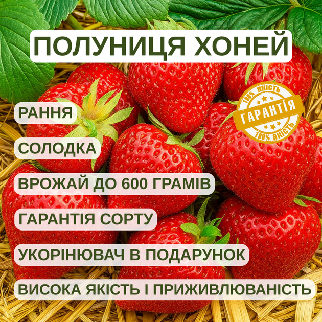 Саджанці клубниці в касеті Хоней (Honeoye) - рання, високоврожайна, ароматна (в касеті) + Подарок - зображення 4