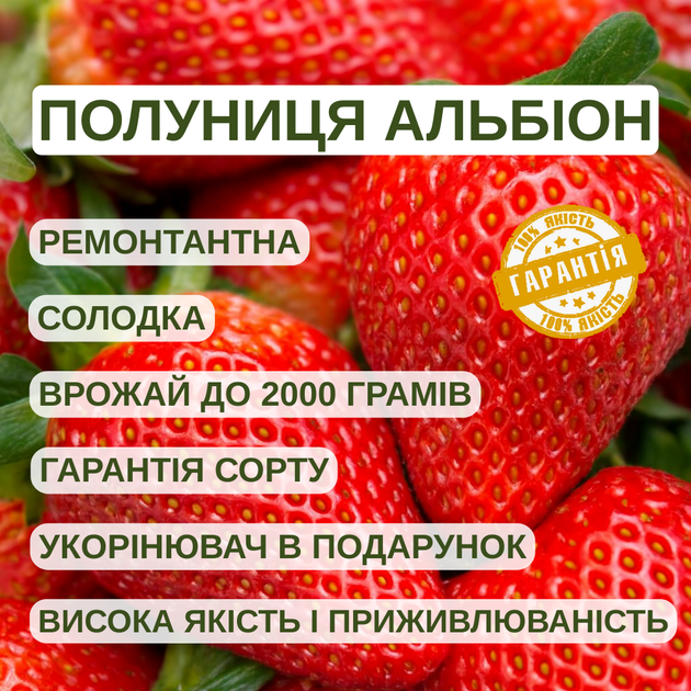 Саженцы клубники (рассада) Альбион (Albion) - ремонтантная, крупноплодная, сочная - изображение 6