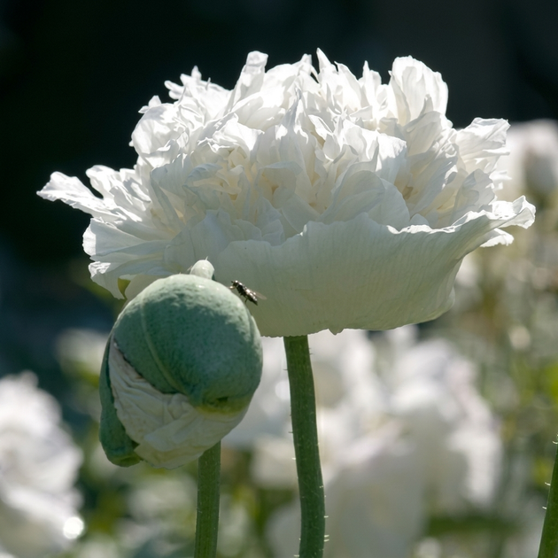 Семена Мак декоративный 'White Cloud', Papaver somniferum 10 шт/уп - Фото 2 Семена Мак декоративный 'White Cloud', Papaver somniferum 10 шт/уп - изображение 2