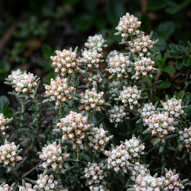 Семена Дубровник беловойлочный, Teucrium polium 5 шт/уп - изображение 5
