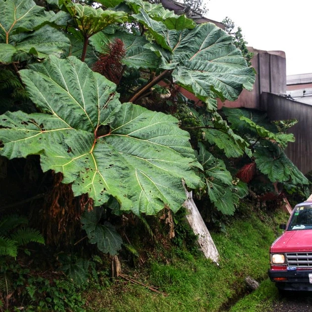 Насіння Гуннера інсигніс, Gunnera insignis 5 шт/уп - Фото 2 Насіння Гуннера інсигніс, Gunnera insignis 5 шт/уп - зображення 2