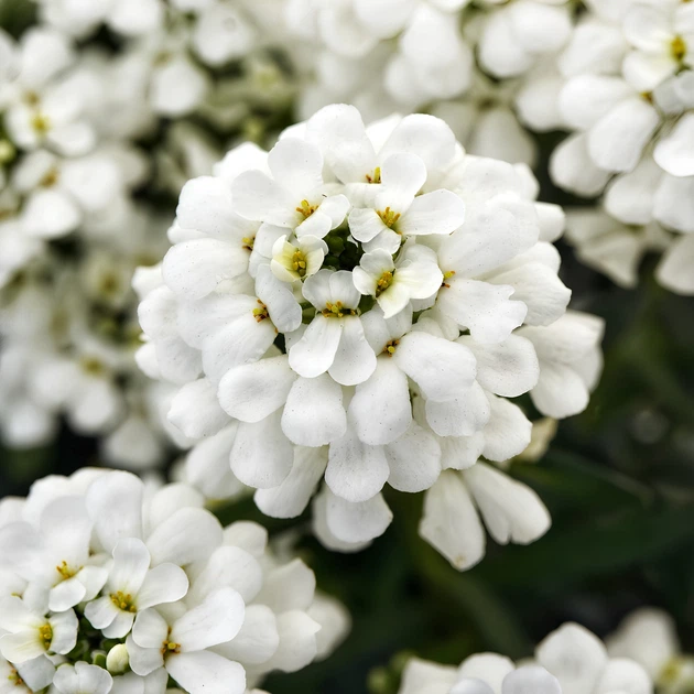 Семена Иберис вечнозелёный, Iberis sempervirens 5 шт/уп - изображение 2