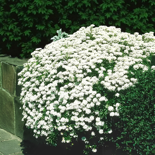 Семена Иберис вечнозелёный, Iberis sempervirens 5 шт/уп - изображение 4