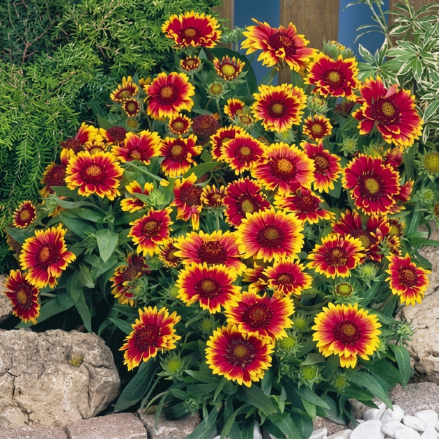 Семена Гайлардия крупноцветковая 'Arizona Sun', Gaillardia x grandiflora 5 шт/уп - Фото 2 Семена Гайлардия крупноцветковая 'Arizona Sun', Gaillardia x grandiflora 5 шт/уп - изображение 2