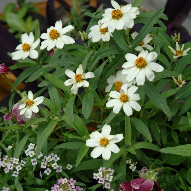 Семена Цинния линейная 'Tropic Snow', Zinnia linearis 10 шт/уп - изображение 3