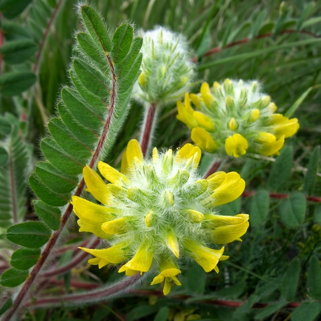 Семена Астрагал шерстистоцветковый, Astragalus dasyanthus 10 шт/уп - Фото 3 Семена Астрагал шерстистоцветковый, Astragalus dasyanthus 10 шт/уп - изображение 3