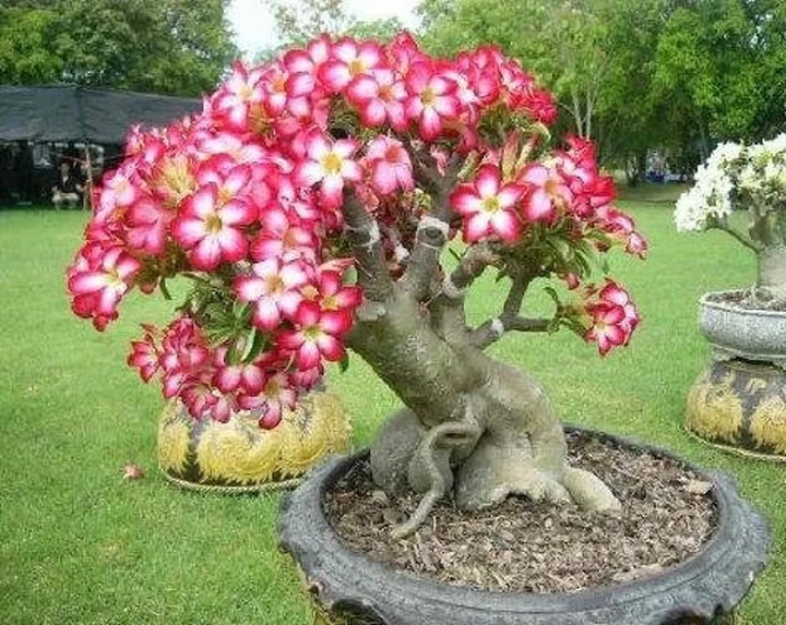 Семена Адениум тучный, Пустынная роза, Adenium obesum, 3 шт/уп - изображение 2