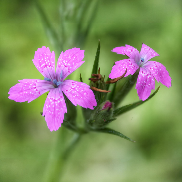 Насіння Гвоздика армерієподібна, Dianthus armeria 20 шт/уп - зображення 5