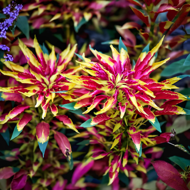 Насіння Амарант триколірний 'Perfecta', Amaranthus tricolor 10 шт/уп - зображення 4