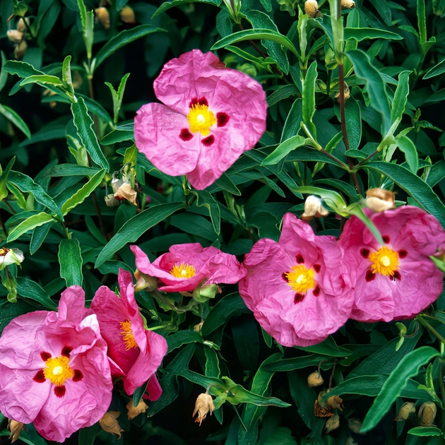 Семена Ладанник складчатый, Cistus crispus 10 шт/уп - изображение 4