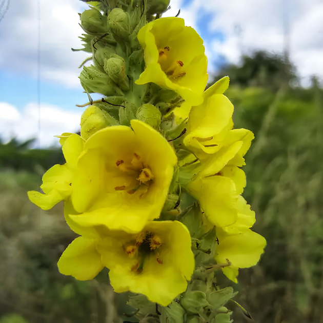 Насіння Дивина ведмеже вухо, Verbascum thapsus 0.2 гр/уп - зображення 5