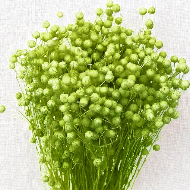 Семена Льна для сухоцветов, Linum usitatissimum 0,1 гр - Фото 1 Семена Льна для сухоцветов, Linum usitatissimum 0,1 гр - изображение 1