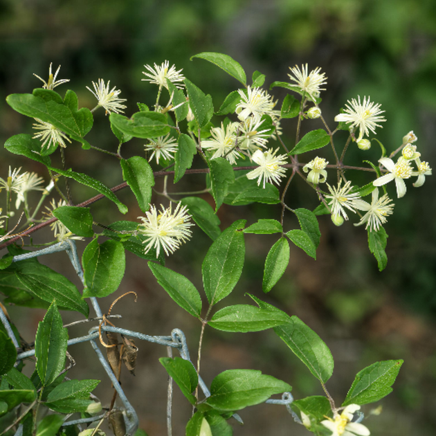 Семена Клематис виноградолистный, Clematis vitalba 10 шт/уп - Фото 3 Семена Клематис виноградолистный, Clematis vitalba 10 шт/уп - изображение 3