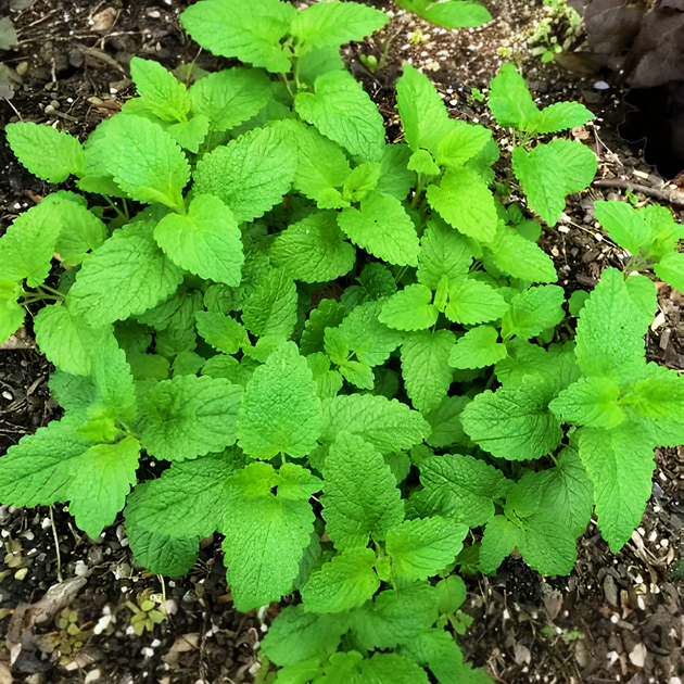 Насіння Меліса лимонна, Melissa officinalis 0.1 гр/уп - Фото 3 Насіння Меліса лимонна, Melissa officinalis 0.1 гр/уп - зображення 3