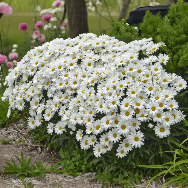 Насіння Нив'яник May Queen, Leucanthemum vulgare 0.1 гр/уп - зображення 4
