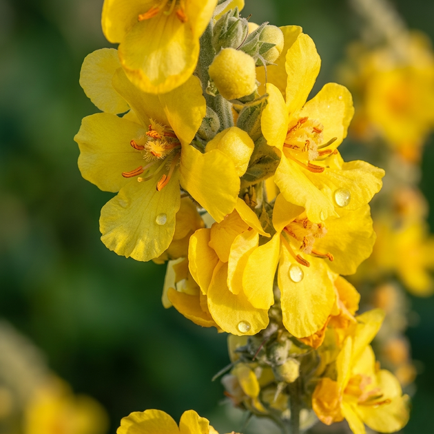 Насіння Дивина ведмеже вухо, Verbascum thapsus 0.2 гр/уп - зображення 7