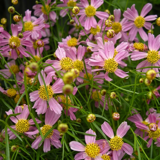 Насіння Кореопсис рожевий 'American Dream', Coreopsis rosea 20 шт/уп - зображення 3