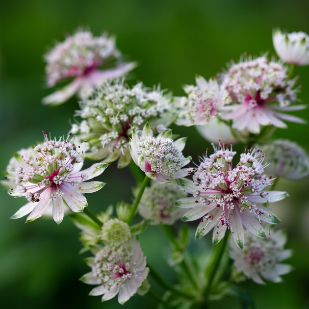 Семена Астранция крупная, Astrantia major 10 шт/уп - изображение 3