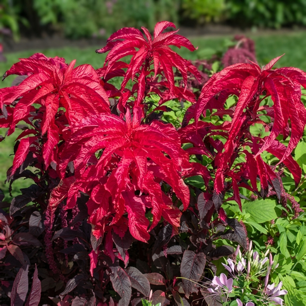Семена Амарант трехцветный 'Molten Fire'', Amaranthus tricolor 10 шт/уп - изображение 2