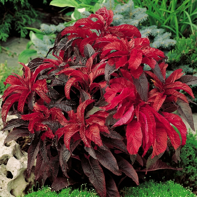 Семена Амарант трехцветный 'Molten Fire'', Amaranthus tricolor 10 шт/уп - изображение 3