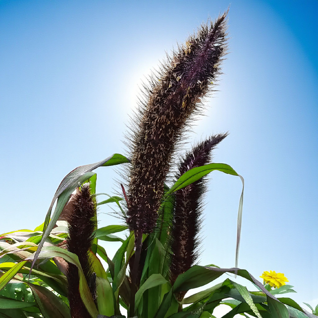 Семена Пеннисетум сизый 'Jester millet', Pennisetum glau 10 шт/уп - изображение 2