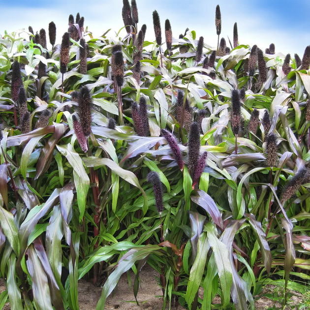 Семена Пеннисетум сизый 'Jester millet', Pennisetum glau 10 шт/уп - изображение 3
