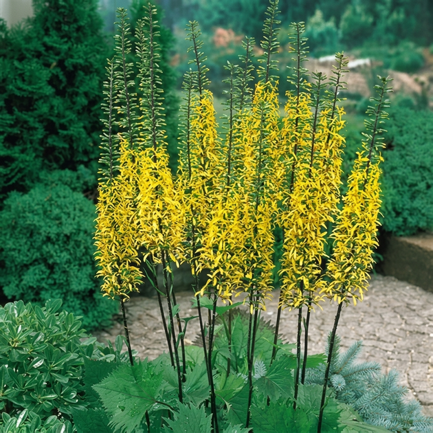 Насіння Язичник Пржевальського, Ligularia przewalskii 10 шт/уп - Фото 2 Насіння Язичник Пржевальського, Ligularia przewalskii 10 шт/уп - зображення 2