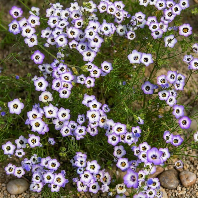 Насіння Гілія триколірна 'Birds Eyes', Gilia tricolor 20 шт/уп - зображення 2