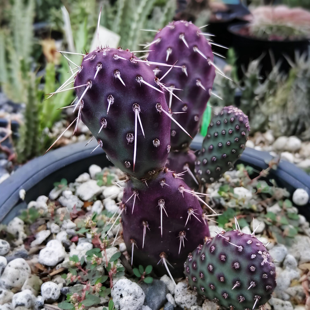 Семена Опунция Санта-Рита, Opuntia santarita 5 шт/уп - изображение 2