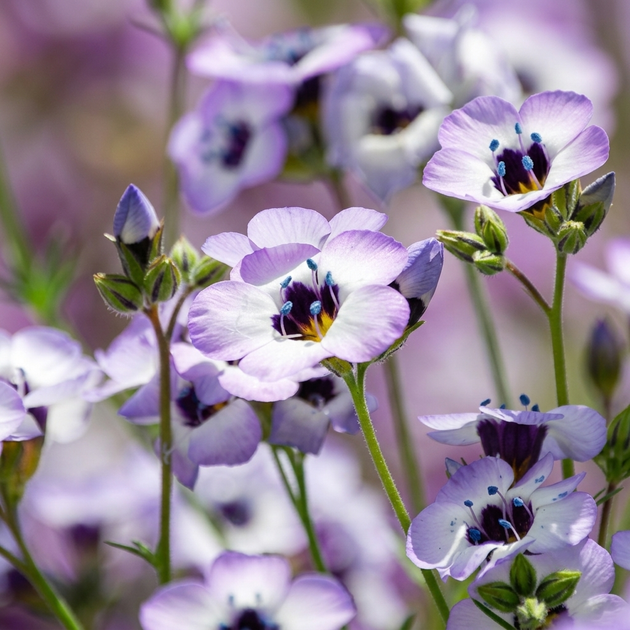 Насіння Гілія триколірна 'Birds Eyes', Gilia tricolor 20 шт/уп - зображення 3