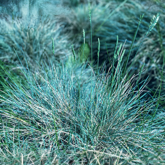 Насіння Костриця сиза, Festuca cinerea 20 шт/уп - зображення 3