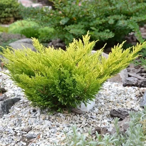 Саженцы Можжевельника горизонтального Лайм Глоу&nbsp;(Juniperus horizontalis Lime Glow) Р9 - изображение 5