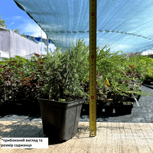 Саджанці Ялівцю середнього Мордиган Голд (Juniperus pfitzeriana Mordigan Gold) Р9 - зображення 3