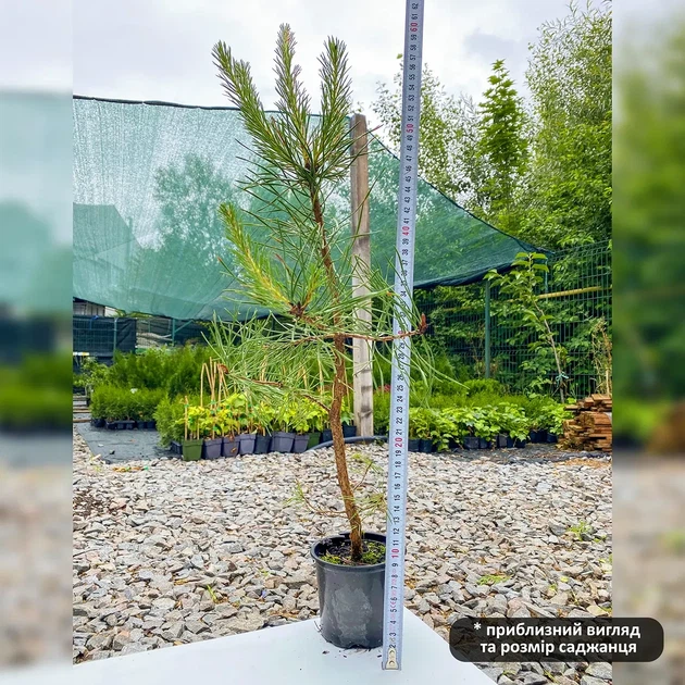 Саженцы Сосны обыкновенной (Pinus sylvestris) Р9 - изображение 4
