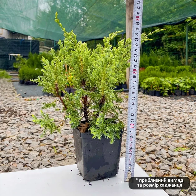 Саженцы Можжевельника чешуйчатого Холгер (Juniperus squamata Holger) Р9 - Фото 4 Саженцы Можжевельника чешуйчатого Холгер (Juniperus squamata Holger) Р9 - изображение 4