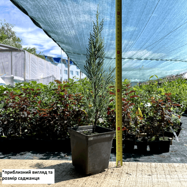 Саженцы Можжевельника скального Мунглоу (Juniperus scopulorum Moonglow) Р9 - Фото 2 Саженцы Можжевельника скального Мунглоу (Juniperus scopulorum Moonglow) Р9 - изображение 2