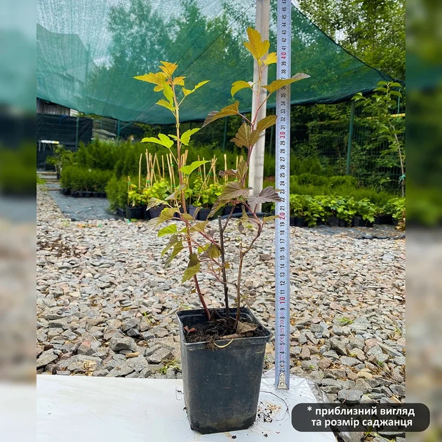 Саджанці Пухироплідника калинолистного Ред Барон (Physocarpus opulifolius Red Baron) Р9 - зображення 5