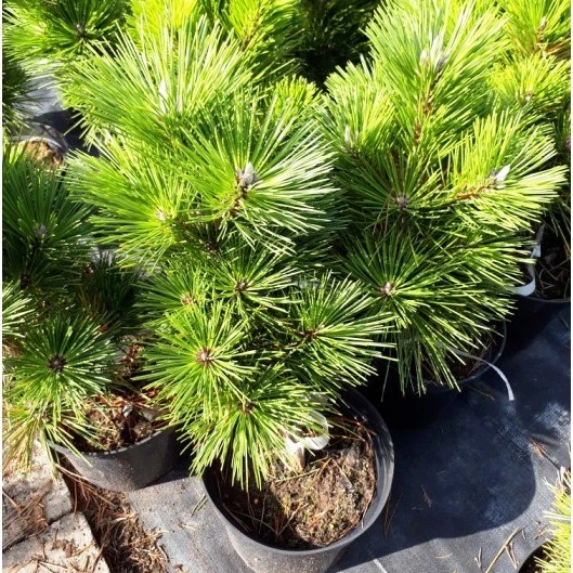 Саженцы Сосны Тунберга (японская черная) (Pinus Thunbergii) Р9 - Фото 2 Саженцы Сосны Тунберга (японская черная) (Pinus Thunbergii) Р9 - изображение 2