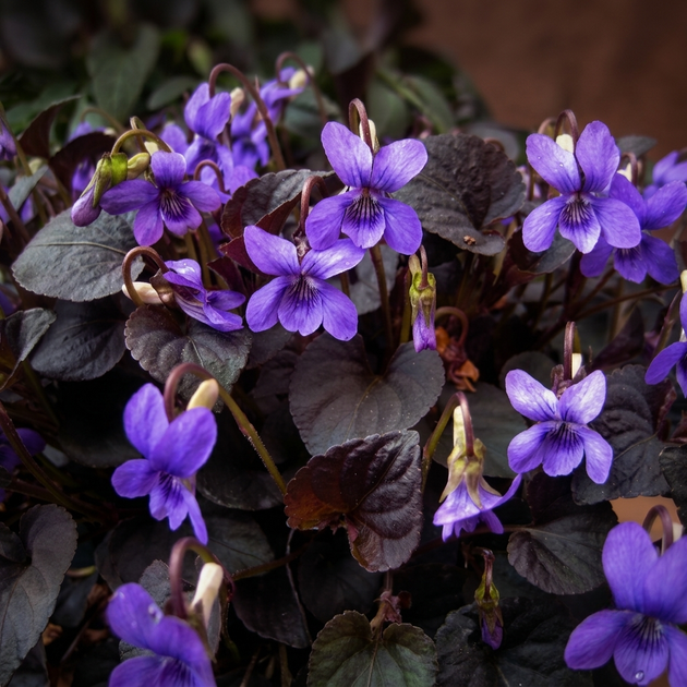 Семена Фиалка лабрадорская 'Purpurea', Viola labradorica 10 шт/уп - Фото 3 Семена Фиалка лабрадорская 'Purpurea', Viola labradorica 10 шт/уп - изображение 3